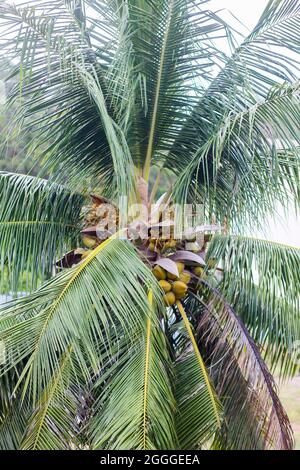 Frische Kokosnuss am Baum, Kokosnuß-Cluster auf Coconut Tree Stockfoto