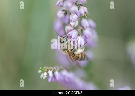 Selektiv fokussierte Nahaufnahme von Bienen, die die violette Blume bestäuben Stockfoto