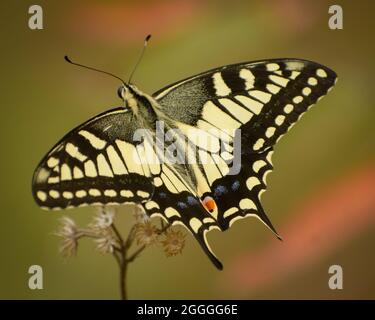 Schöner Schmetterling von indien. Gelber Schwalbenschwanz (Papilio machaon) Stockfoto