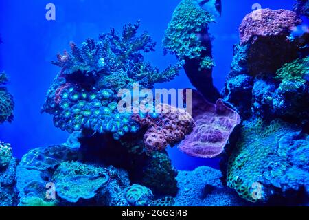 Exotische Fische im Aquarium des Roten Meeres schwimmen im Dunkeln zwischen glühenden Korallen Stockfoto
