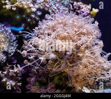 Exotische Fische im Aquarium des Roten Meeres schwimmen im Dunkeln zwischen glühenden Korallen Stockfoto