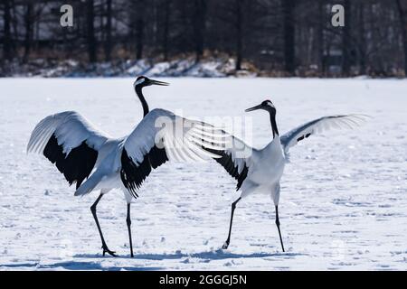 Japanischer Kran auf dem Schnee Stockfoto