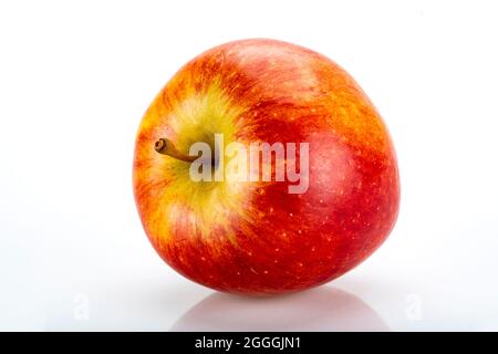 Nahaufnahme des Galapfels, isoliert auf weißem Hintergrund. Stockfoto
