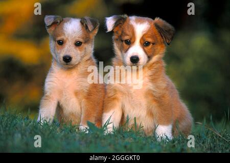 Zwei Border Collie Welpen einige Wochen alt zusammen auf Gras Stockfoto