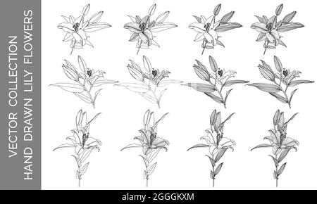 Vektor-Sammlung von handgezeichneten Lilienblumen, schwarze Linien-Grafiken auf weißem Hintergrund. Designelemente zum Dekorieren von bedruckten Produkten, Einladungen, Begrüßungen, Postkarten, Tapeten, Abdeckungen, Färbung. Stock Vektor