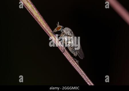 Erwachsene weibliche schwarze Fliege der Familie Simuliidae Stockfoto