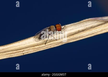 Erwachsene männliche schwarze Fliege der Familie Simuliidae Stockfoto