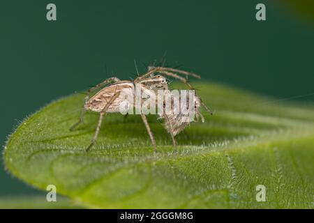 Gestreifte Luchs-Spinne der Art Oxyopes salticus, die auf einer Mottenfliege der Gattung Psychoda presiert Stockfoto