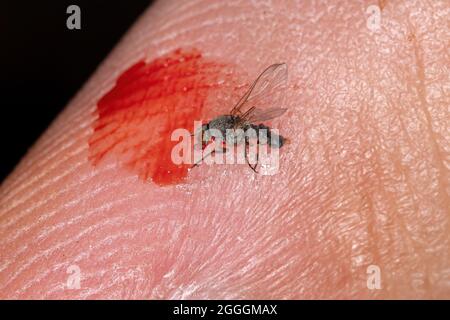 Dead Adult Female Black Fly der Familie Simuliidae auf der menschlichen Haut mit Blut Stockfoto