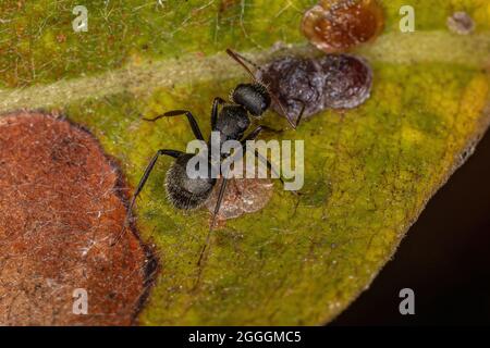 Symbolische Interaktion zwischen den Carpenter Ameisen der Gattung Camponotus und den Scale Insekten der Superfamilie Coccoidea in einer Pflanze Stockfoto