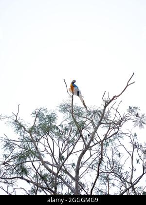 Adulter Blau-und-gelber Ara der Art Ara ararauna Stockfoto