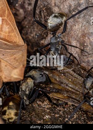 Schimmernde Goldene Zuckerante der Art Camponotus sericeiventris der Arbeiterkaste Stockfoto