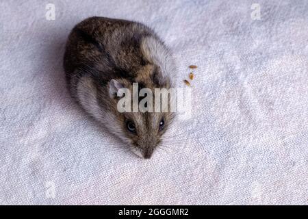 Campbell Zwerghamster der Art Phodopus campbelli mit selektivem Fokus Stockfoto