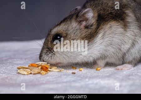 Campbell Zwerghamster der Art Phodopus campbelli mit selektivem Fokus Stockfoto