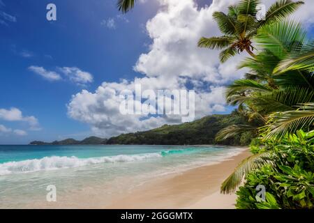 Wunderschöner tropischer Strand, Palmen und Meer Stockfoto