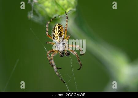 Orb-wehende Eichenspinne (Aculepeira ceropegia), Wallis, Schweiz Stockfoto