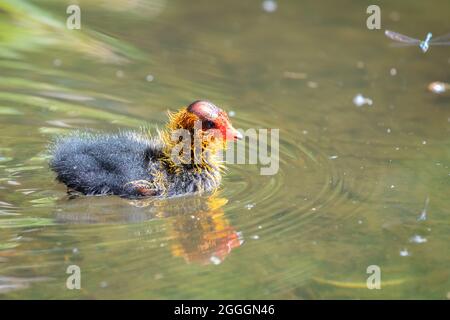 Eurasischer Ruß schwimmend im Teich, Deutschland Stockfoto