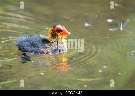 Eurasischer Ruß schwimmend im Teich, Deutschland Stockfoto