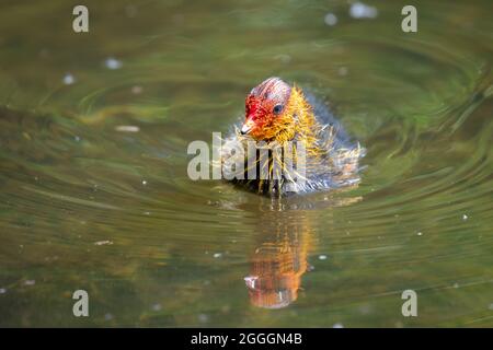 Eurasischer Ruß schwimmend im Teich, Deutschland Stockfoto