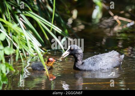 Eurasischer Ruß schwimmend im Teich, Deutschland Stockfoto