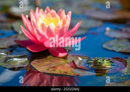 Poolfrosch, der sich auf einem Blatt in einem Teich entspannt Stockfoto