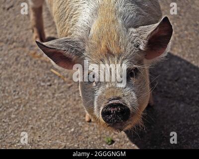 Ein kleines Ferkel schaut neugierig in die Kamera. Stockfoto