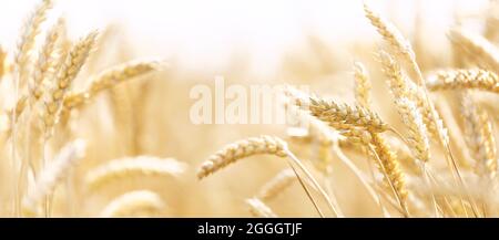 Weizenfeld an einem Sommertag. Nahaufnahme von reifenden Weizenohren. Erntezeit. Erntefeld. Ländliche Landschaft Stockfoto