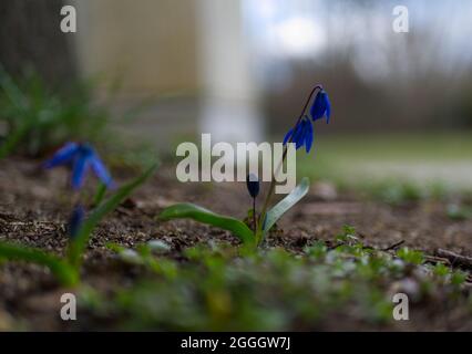 Selektiv von blauen Scilla-Blumen in einem Park Stockfoto