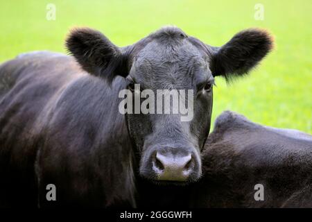 Nahaufnahme einer schwarzen Aberdeen Angus Kuh, die in Finnland auf dem Feld steht, Ohrmarken im Bildbearbeitungsprogramm entfernt. Angus ist eine schottische Rinderrasse. Stockfoto