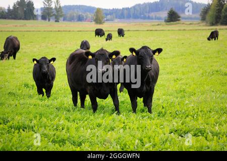 Schwarzes Aberdeen Angus-Rind, das an einem klaren Spätsommertag auf einem grünen Grasfeld in Finnland steht. Angus ist eine schottische Rinderrasse. Stockfoto