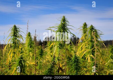 Industriehanf, Cannabis sativa, der Sorte Finola, die im August in Finnland wächst. Der THC-arme landwirtschaftliche Hanf wird zur Herstellung von Hanfsamenöl verwendet. Stockfoto