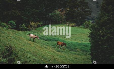 Zwei Pferde wandern auf einer schönen Wiese in den Bergen des ländlichen Costa Rica, Mittelamerika. Stockfoto