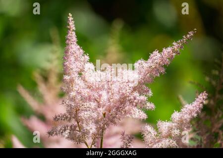 Blühende Sommerblumen in einem Garten. Astilbe Blumen Stockfoto