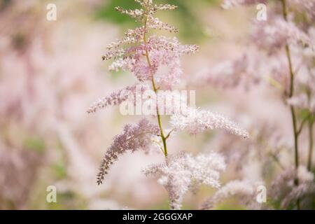 Blühende Sommerblumen in einem Garten. Astilbe Blumen Stockfoto