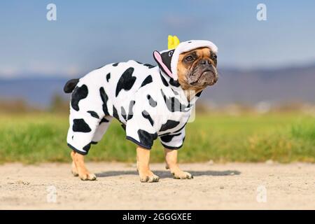 Lustige französische Bulldogge Hund trägt ein lustiges Halloween Kuh Kostüm Stockfoto