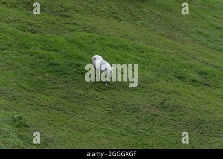 Ein einsames weißes Pferd, das allein auf einer grünen Wiese steht Stockfoto