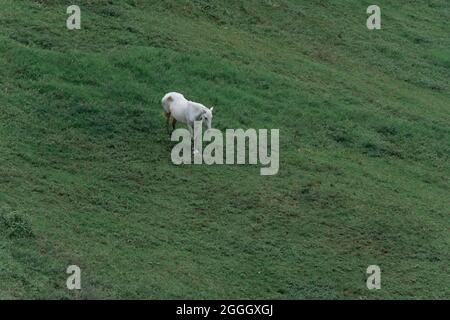 Ein einsames weißes Pferd, das allein auf einer grünen Wiese steht Stockfoto