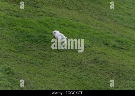 Ein einsames weißes Pferd, das allein auf einer grünen Wiese steht Stockfoto