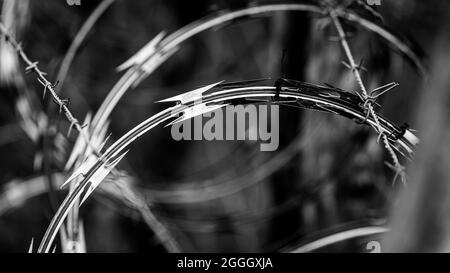 Rasiermesserscharfer Stacheldraht in feinem militärischen Qualitätsstandard. Stockfoto