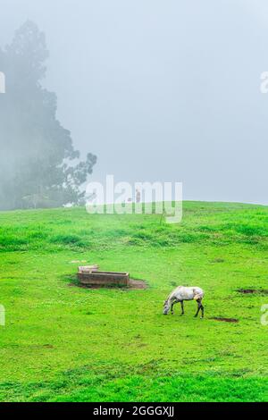 Ein einsames weißes Pferd, das sich auf einer grünen Wiese mit einer Person im Hintergrund ernährt. Grauer Himmel als Hintergrund. Stockfoto