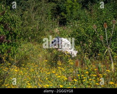 Summer Leys, ehemalige Kiesgruben, jetzt ein Naturschutzgebiet im Besitz des örtlichen Wildlife Trust; Northamptonshire, Großbritannien; Fotografin, die Naturaufnahmen gemacht hat Stockfoto