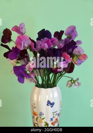 Ein buntes Büschel frisch gepflückter Lathyrus odoratus (Süße Erbsen) in einer Vase, die an einer Grenze von English Cottage Garden, Lancashire, England, UK, angebaut wird. Stockfoto