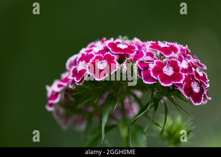 Nahaufnahme der Sommerblume auf grünem Hintergrund. Türkische Nelke, Dianthus barbatus Stockfoto