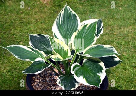 Bunte grüne Blätter mit weißen Rändern die Hosta 'Minuteman' (Wegerich-Lilie) Pflanze, die in einem Blumentopf in einem englischen Cottage Garden, Lancashire, angebaut wird. Stockfoto