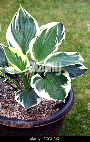 Bunte grüne Blätter mit weißen Rändern die Hosta 'Minuteman' (Wegerich-Lilie) Pflanze, die in einem Blumentopf in einem englischen Cottage Garden, Lancashire, angebaut wird. Stockfoto