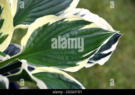 Bunte grüne Blätter mit weißen Rändern die Hosta 'Minuteman' (Wegerich-Lilie) Pflanze, die in einem Blumentopf in einem englischen Cottage Garden, Lancashire, angebaut wird. Stockfoto