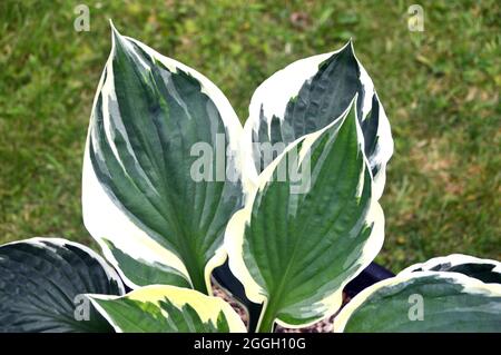 Bunte grüne Blätter mit weißen Rändern die Hosta 'Minuteman' (Wegerich-Lilie) Pflanze, die in einem Blumentopf in einem englischen Cottage Garden, Lancashire, angebaut wird. Stockfoto