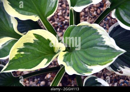 Bunte grüne Blätter mit weißen Rändern die Hosta 'Minuteman' (Wegerich-Lilie) Pflanze, die in einem Blumentopf in einem englischen Cottage Garden, Lancashire, angebaut wird. Stockfoto