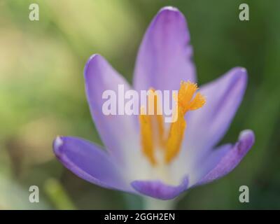 Nahaufnahme Makroviolett Crocus Vernus Frühlingsblume auf grünen Blättern Bokeh Hintergrund, selektiver Fokus auf Pistill Stockfoto