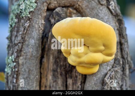 Großer gelber Waldhühner Laetiporus sulfureus Pilz wächst auf Baumstamm. Stockfoto